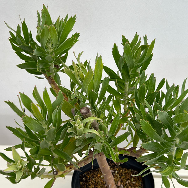 リューコスペルマム(ピンクッション):カーニバルイエロー6号ポット