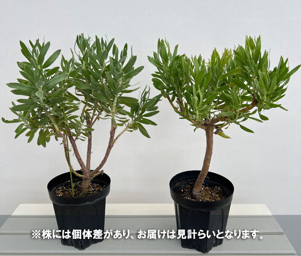 リューコスペルマム(ピンクッション):カーニバルイエロー6号ポット