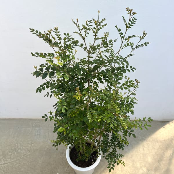 園芸ネット本店｜シマトネリコ8号鉢植え の通販【公式】