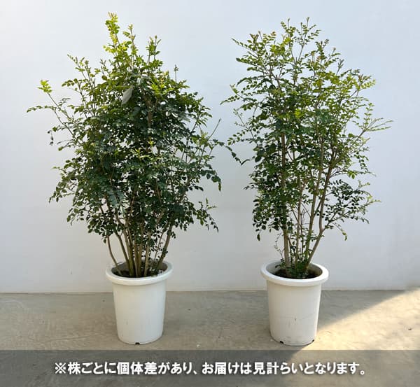 園芸ネット本店｜シマトネリコ8号鉢植え の通販【公式】