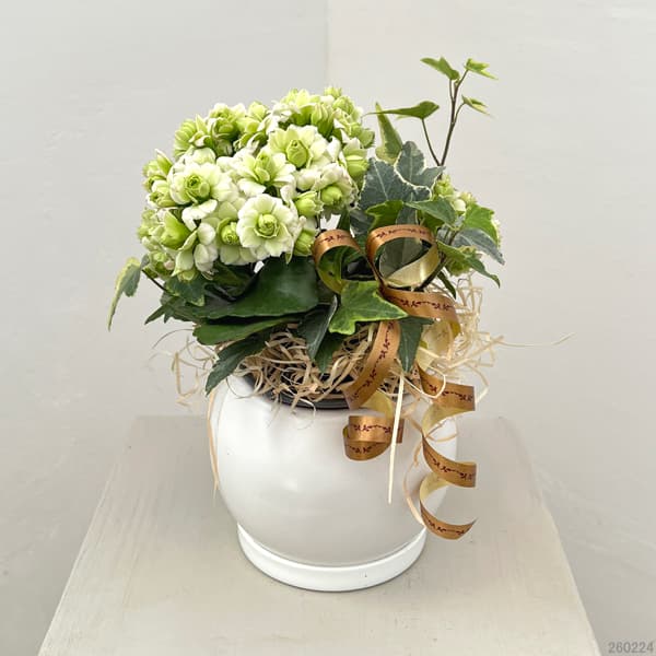 カランコエ：クイーンモアフラワーズ パリと観葉の寄せ植え5号鉢植え