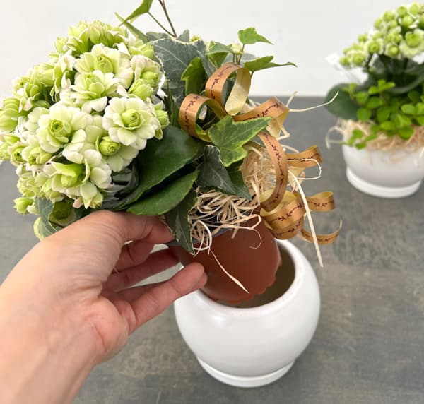 カランコエ：クイーンモアフラワーズ パリと観葉の寄せ植え5号鉢植え