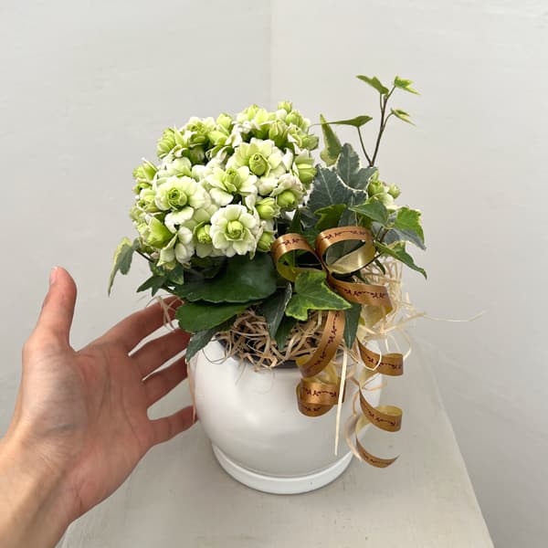 カランコエ：クイーンモアフラワーズ パリと観葉の寄せ植え5号鉢植え