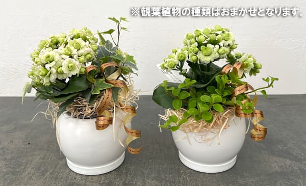 カランコエ：クイーンモアフラワーズ パリと観葉の寄せ植え5号鉢植え