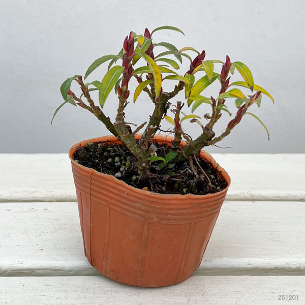 ネコヤナギ（猫柳）：四万十川ネコヤナギ2.5～3号ポット 2株セット