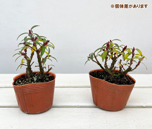 ネコヤナギ（猫柳）：四万十川ネコヤナギ2.5～3号ポット 2株セット