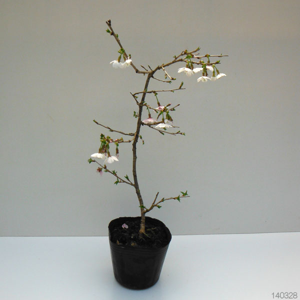 フジザクラ（富士桜）3号ポット