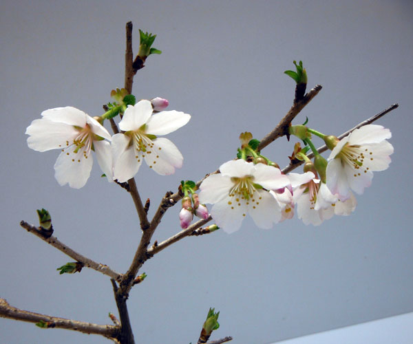 フジザクラ（富士桜）3号ポット