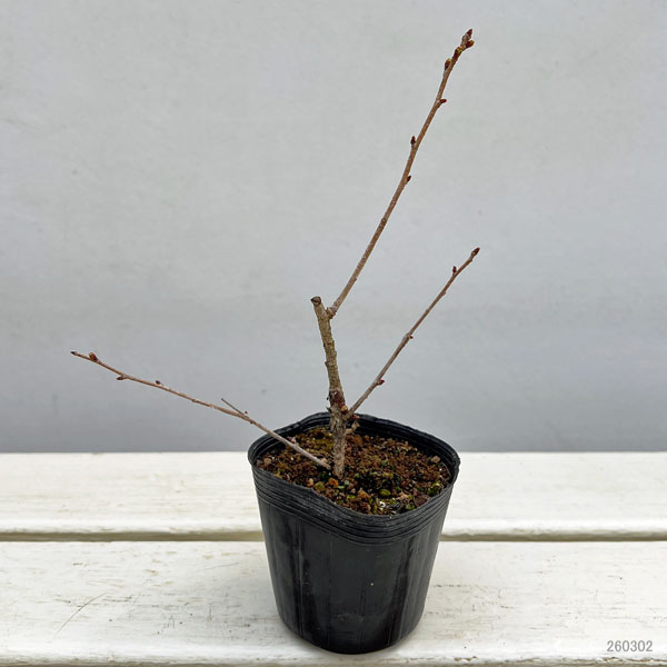 フジザクラ（富士桜）3号ポット