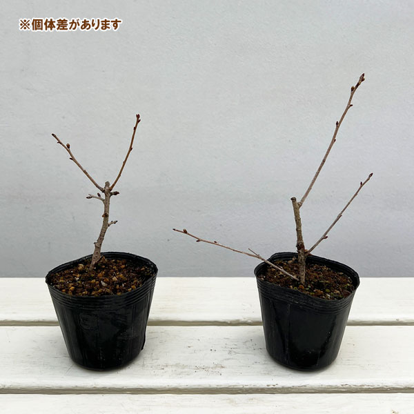 フジザクラ（富士桜）3号ポット