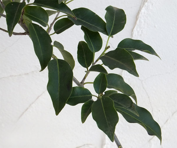 ソヨゴ オス木(雄木)6号ポット