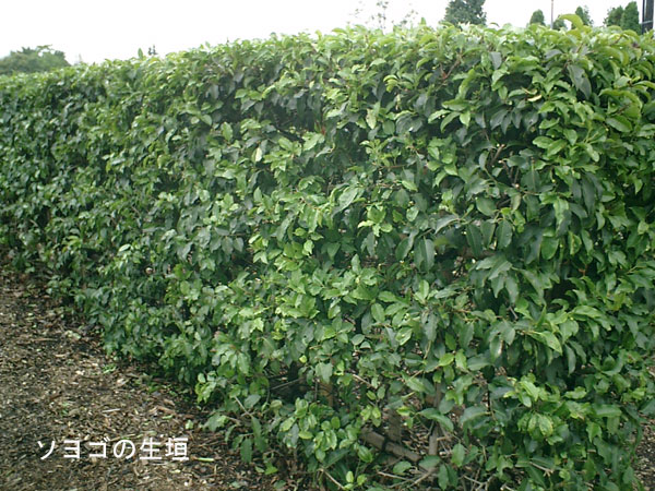 laru 柔らかく細身の美しい幹の良株 ソヨゴ 562 樹高1.8m位 laru様専用 柔らかく細身の美しい幹の良株 ソヨゴ 562 樹高1.8m
