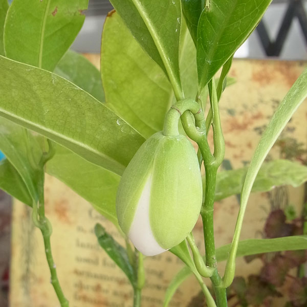 トキワレンゲ(ココマグノリア)3号ポット