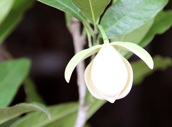 トキワレンゲ(ココマグノリア)3号ポット