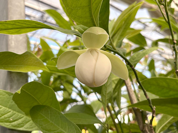 トキワレンゲ(ココマグノリア)3号ポット