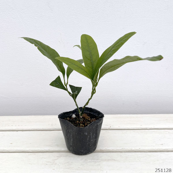 トキワレンゲ(ココマグノリア)3号ポット