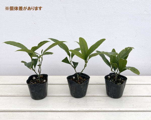 トキワレンゲ(ココマグノリア)3号ポット