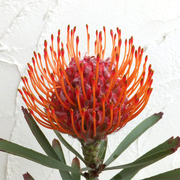 リューコスペルマム（ピンクッション）：リゴレット（旧名タンゴ）6号ポット