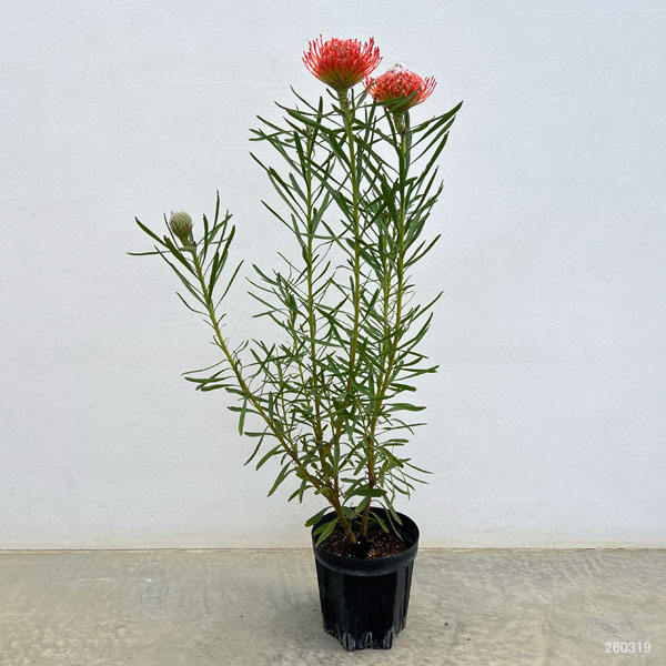 リューコスペルマム（ピンクッション）：リゴレット（旧名タンゴ）6号ポット