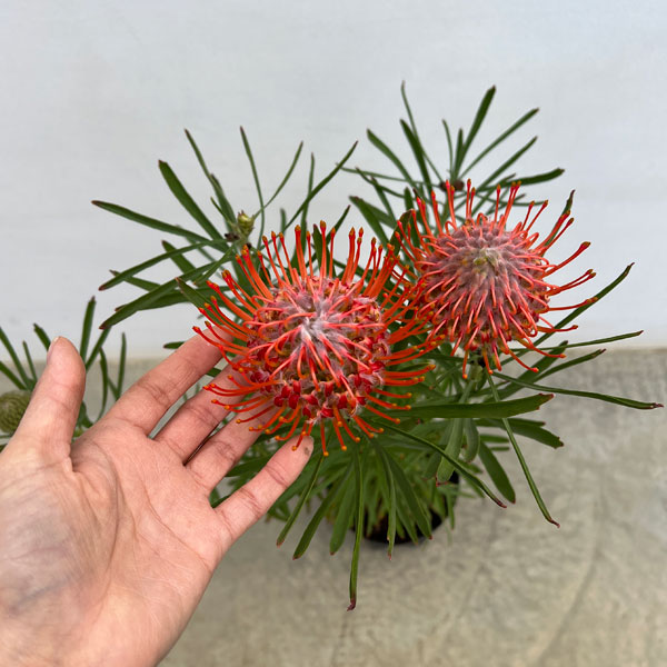 リューコスペルマム（ピンクッション）：リゴレット（旧名タンゴ）6号ポット