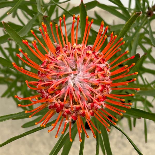 リューコスペルマム（ピンクッション）：リゴレット（旧名タンゴ）6号ポット