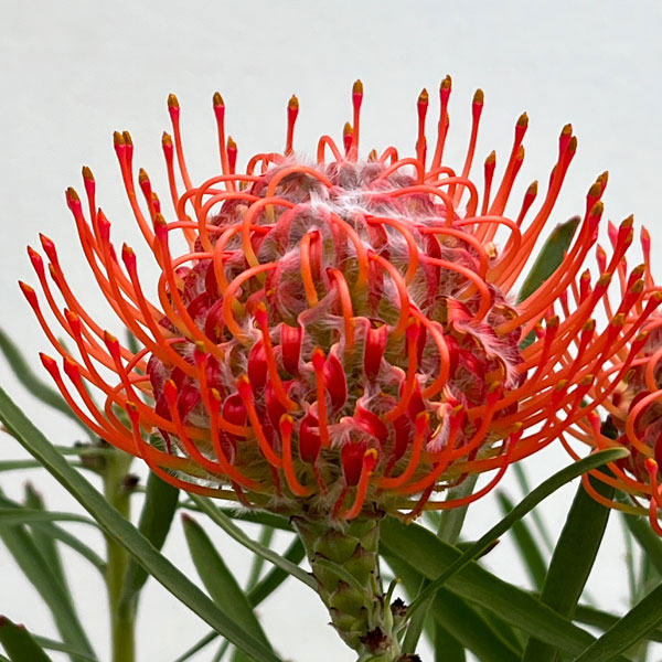 リューコスペルマム（ピンクッション）：リゴレット（旧名タンゴ）6号ポット