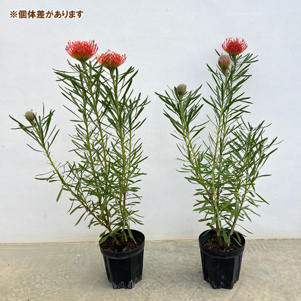 リューコスペルマム（ピンクッション）：リゴレット（旧名タンゴ）6号ポット