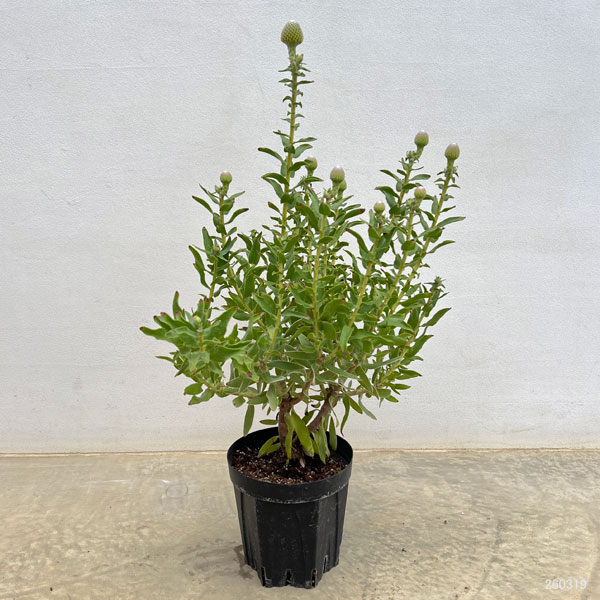 リューコスペルマム（ピンクッション）：コーディフォリウム6号ポット