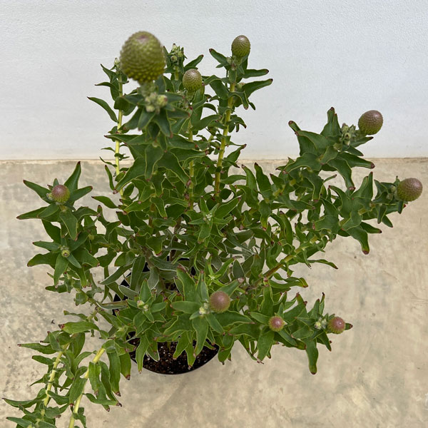 リューコスペルマム（ピンクッション）：コーディフォリウム6号ポット