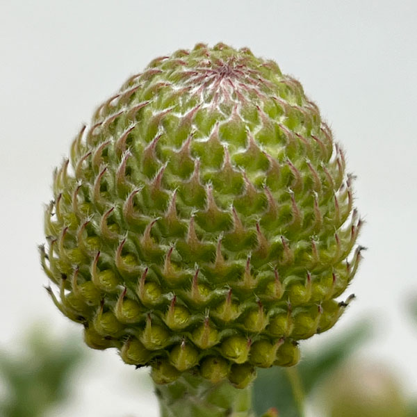 リューコスペルマム（ピンクッション）：コーディフォリウム6号ポット