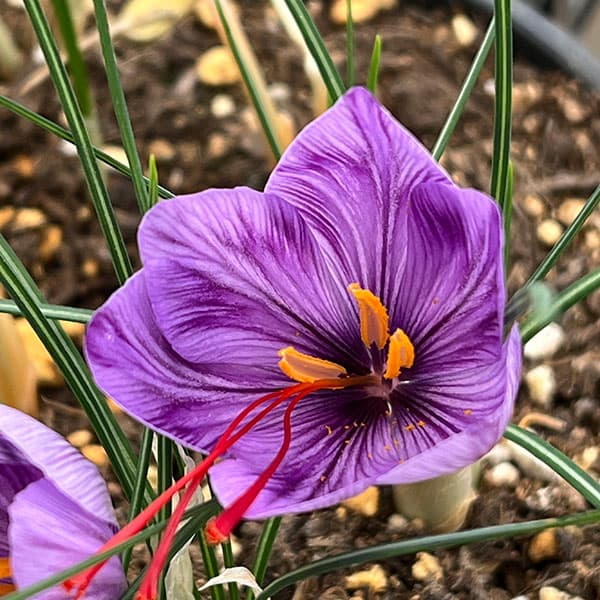 サフラン：5球入り