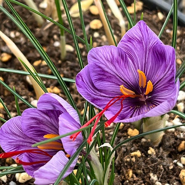 サフラン：5球入り