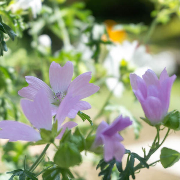 マロウ：ムスクマロウ　ピンク3号ポット
