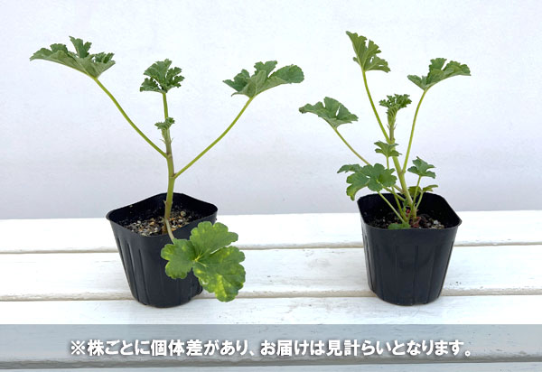 ニオイゼラニウム：アプリコット3号ポット