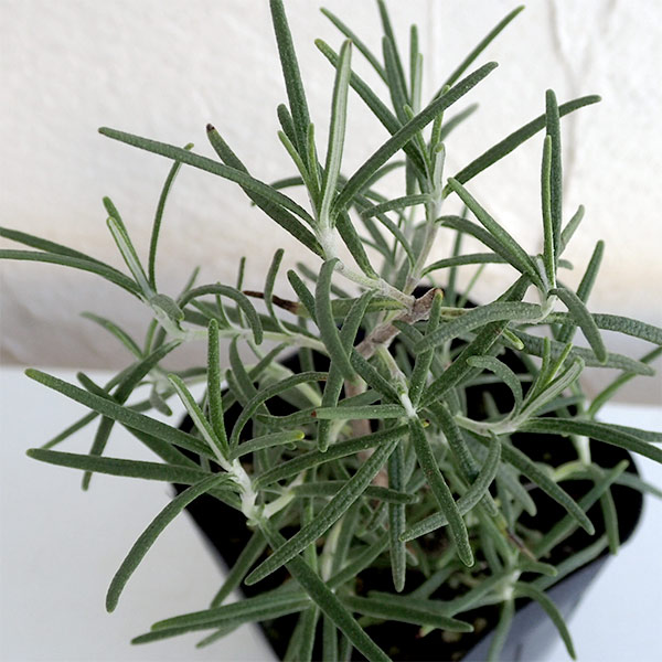 ローズマリー（立性）：ベネンデンブルー3号ポット