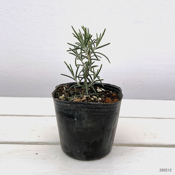 ローズマリー（立性）：ベネンデンブルー3号ポット2株セット