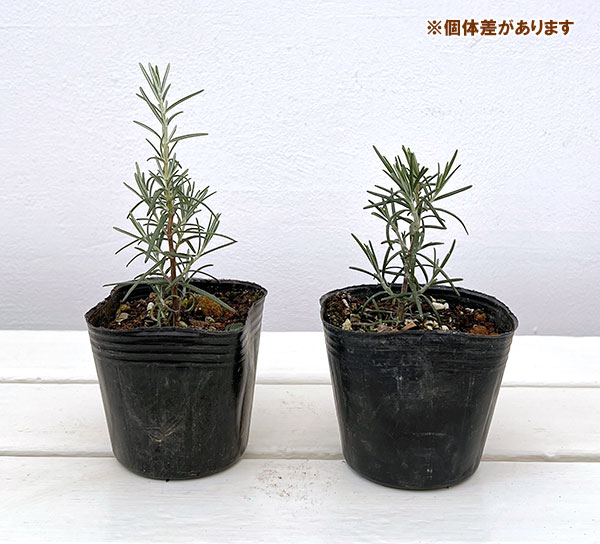 ローズマリー（立性）：ベネンデンブルー3号ポット2株セット
