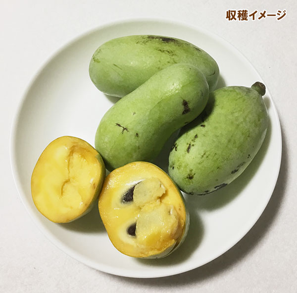 ポポー(実生苗)3.5号ポット