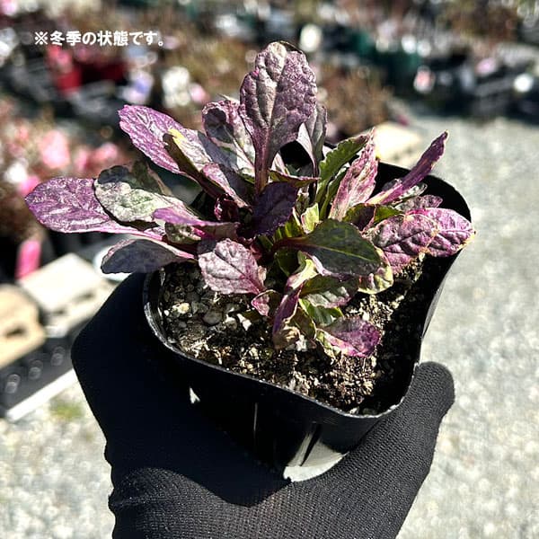 アジュガ：バーガンディグロー（マルチカラー）3号ポット