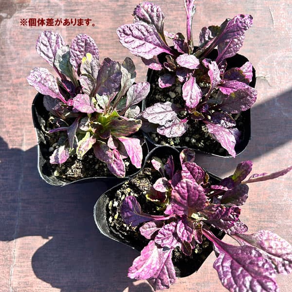 アジュガ：バーガンディグロー（マルチカラー）3号ポット