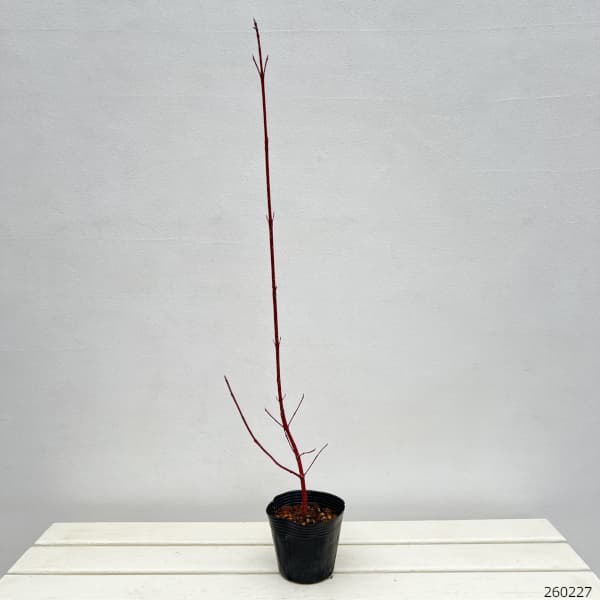 サンゴミズキ（コルヌスアルバ）：緑葉4号ポット