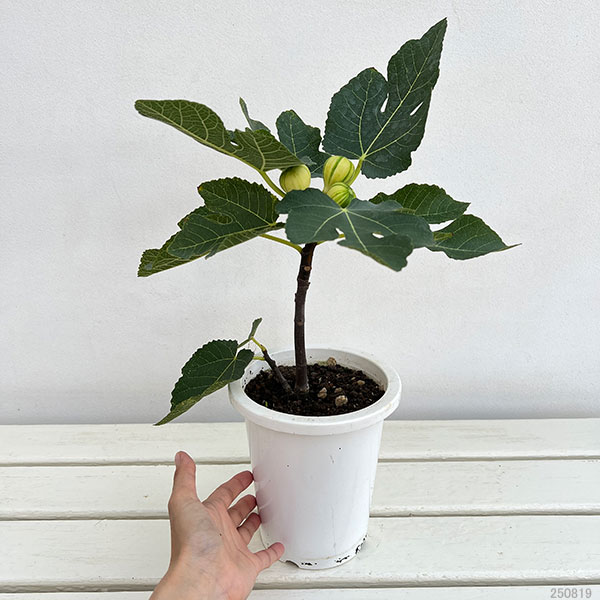 イチジク：ゼブラスィート5号鉢植え[実付き]