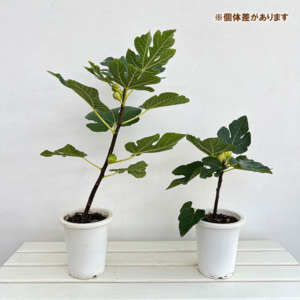 イチジク：ゼブラスィート5号鉢植え[実付き]