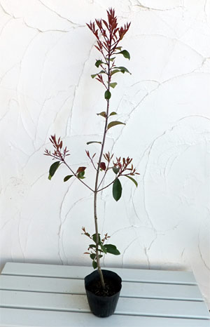 レッドロビン（西洋紅カナメモチ）3.5号ポット