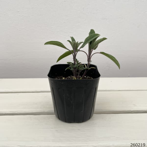 セージ:コモンセージ3号ポット