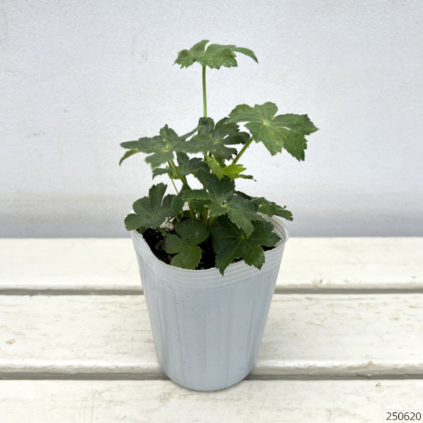 アストランティア：マヨール3.5号ポット