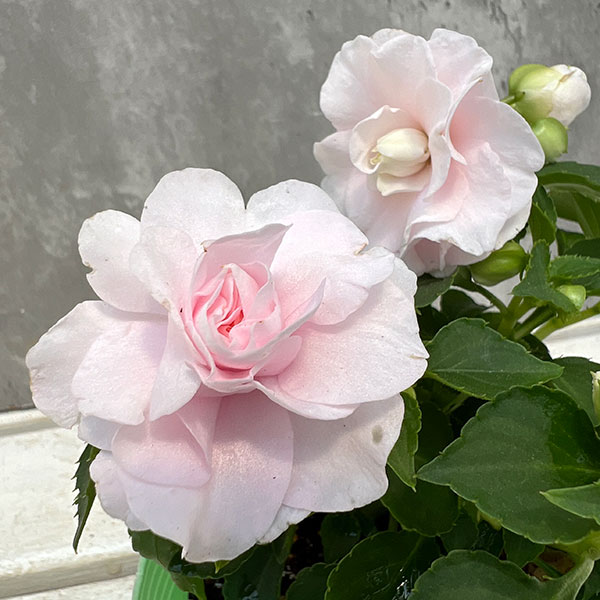 アップルブロッサム スパイダー フィエスタ：アップルブロッサム3.5号