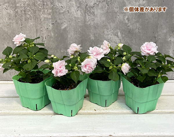 フィエスタ:アップルブロッサム3.5号ポット2株セット