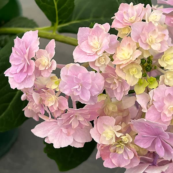 アジサイ　開花株　大株　てまりてまり 園芸ネット本店｜アジサイ：てまりてまり3.5号ポット の通販【公式】