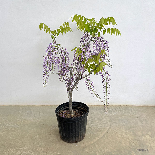 フジ（藤）：品種不明 7号ポット